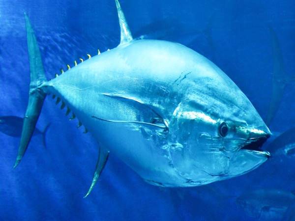Cá ngừ có tốt không - Những lợi ích của việc ăn cá ngừ
